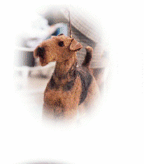 airedale terrier