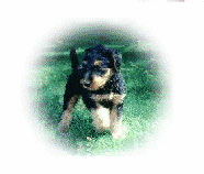 puppy picture